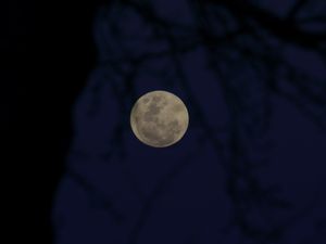 Preview wallpaper full moon, moon, branches, silhouettes, night, dark