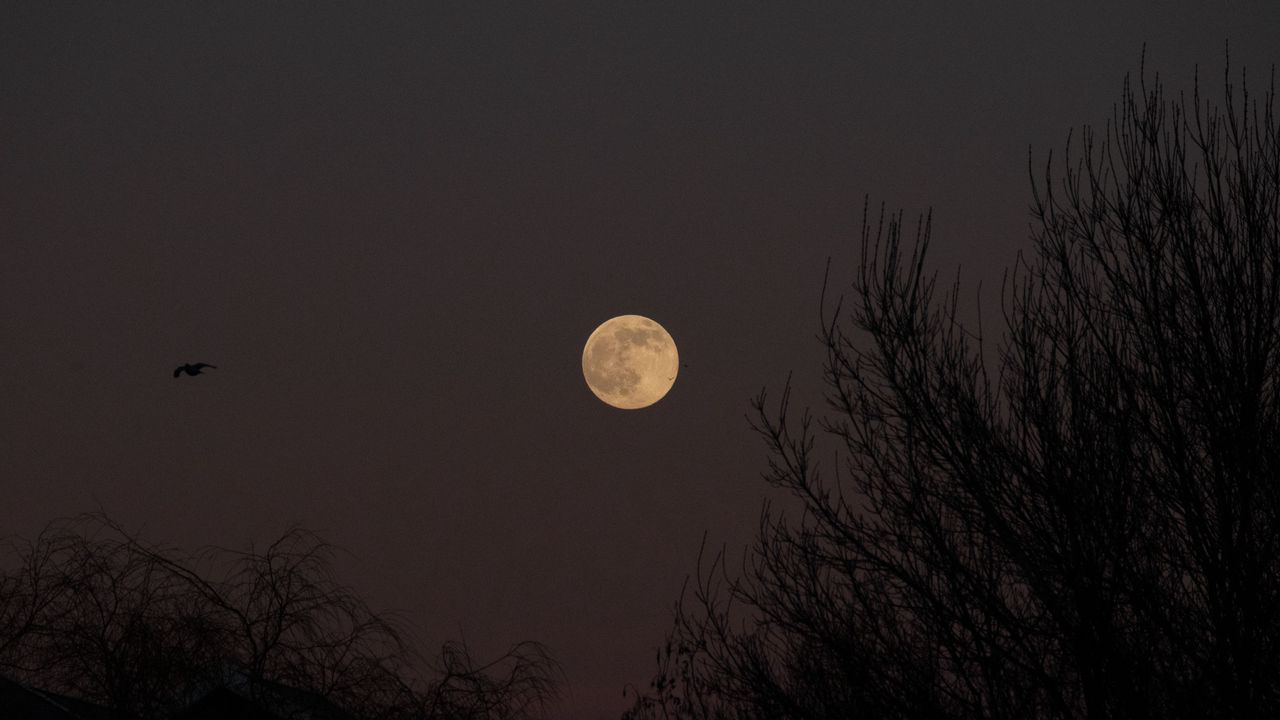 Wallpaper full moon, moon, trees, night, dark