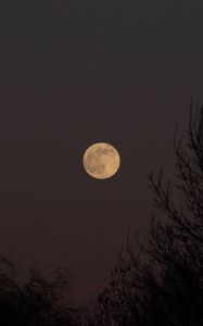 Preview wallpaper full moon, moon, trees, night, dark