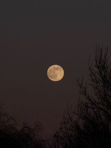 Preview wallpaper full moon, moon, trees, night, dark