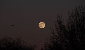 Preview wallpaper full moon, moon, trees, night, dark