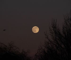 Preview wallpaper full moon, moon, trees, night, dark