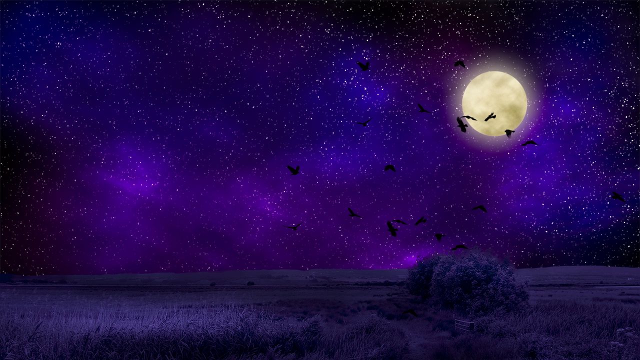 Wallpaper full moon, starry sky, birds, night, photoshop