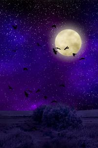Preview wallpaper full moon, starry sky, birds, night, photoshop