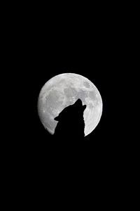 Preview wallpaper full moon, wolf, howl, bw