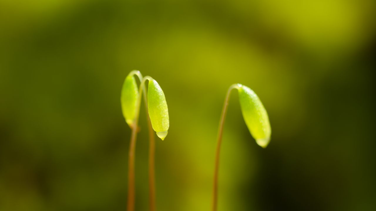 Wallpaper funaria, plant, green, blur, macro