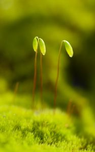 Preview wallpaper funaria, plant, green, blur, macro