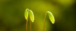 Preview wallpaper funaria, plant, green, blur, macro