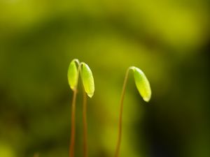 Preview wallpaper funaria, plant, green, blur, macro