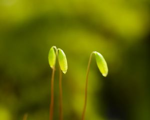 Preview wallpaper funaria, plant, green, blur, macro
