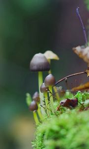 Preview wallpaper fungi, grass, moss, leaves