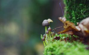 Preview wallpaper fungi, grass, moss, leaves