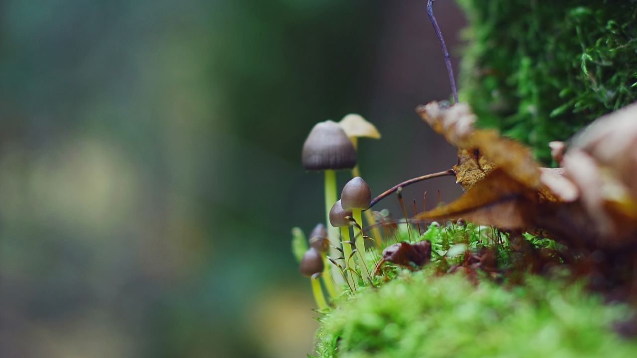 Wallpaper fungi, leaves, grass