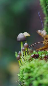 Preview wallpaper fungi, leaves, grass