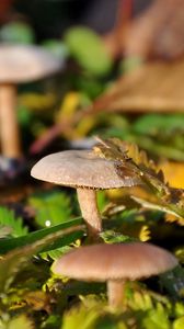 Preview wallpaper fungi, leaves, grass, drops, dew