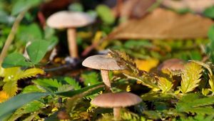 Preview wallpaper fungi, leaves, grass, drops, dew