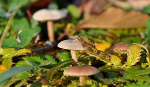 Preview wallpaper fungi, leaves, grass, drops, dew