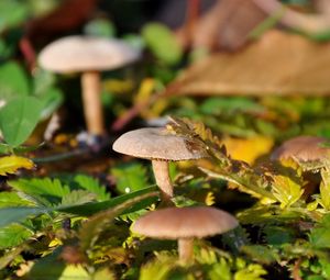 Preview wallpaper fungi, leaves, grass, drops, dew