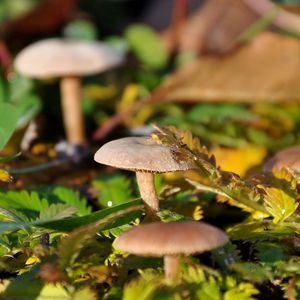 Preview wallpaper fungi, leaves, grass, drops, dew