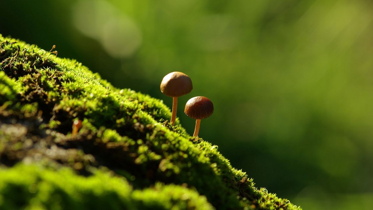 Wallpaper fungi, moss, grass, light