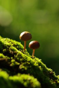 Preview wallpaper fungi, moss, grass, light