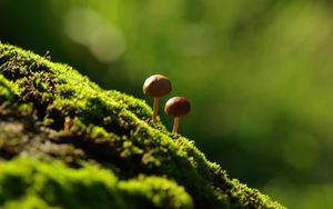 Preview wallpaper fungi, moss, grass, light