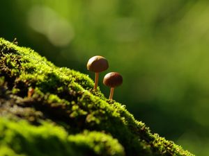 Preview wallpaper fungi, moss, grass, light