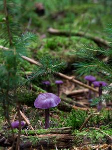 Preview wallpaper fungi, plants, herbs