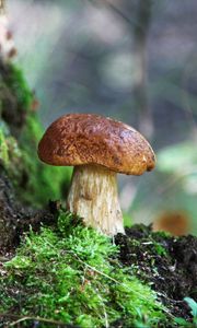 Preview wallpaper fungus, wood, moss, bark