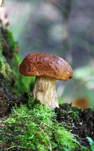 Preview wallpaper fungus, wood, moss, bark