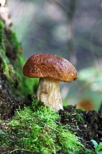 Preview wallpaper fungus, wood, moss, bark