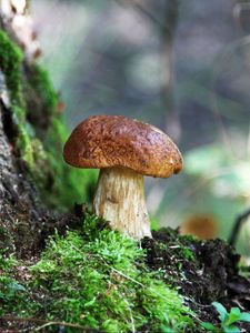 Preview wallpaper fungus, wood, moss, bark