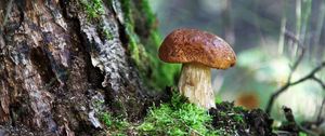 Preview wallpaper fungus, wood, moss, bark