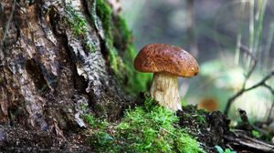 Preview wallpaper fungus, wood, moss, bark