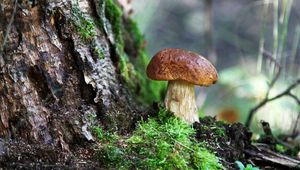 Preview wallpaper fungus, wood, moss, bark