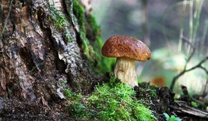 Preview wallpaper fungus, wood, moss, bark