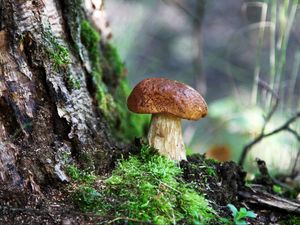 Preview wallpaper fungus, wood, moss, bark