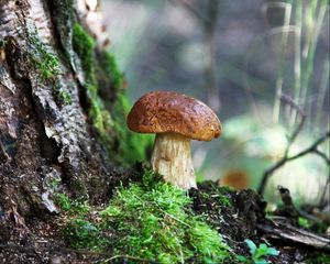 Preview wallpaper fungus, wood, moss, bark