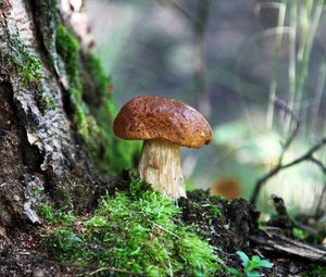 Preview wallpaper fungus, wood, moss, bark