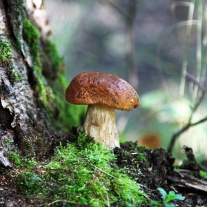 Preview wallpaper fungus, wood, moss, bark