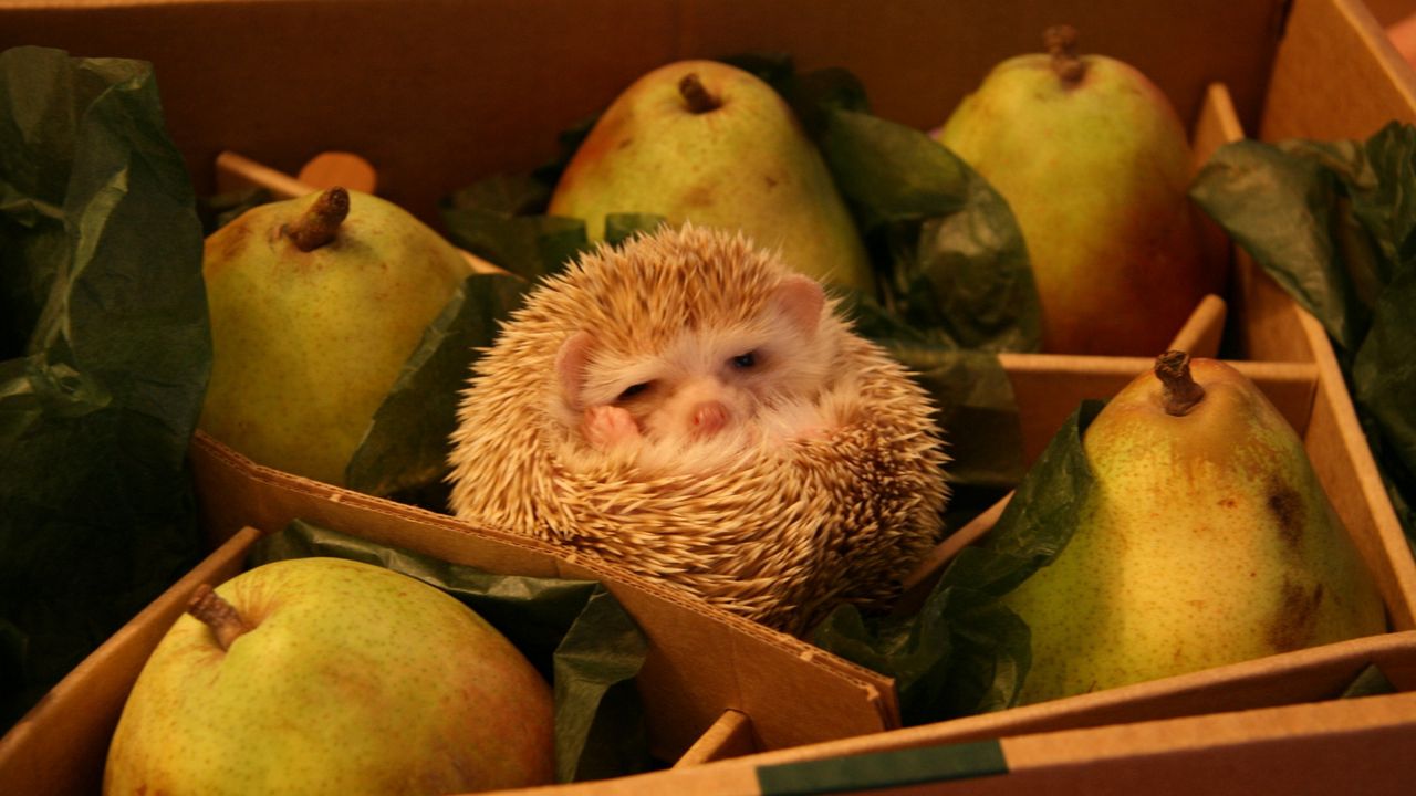Wallpaper funny, box, hedgehog, pears
