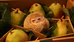 Preview wallpaper funny, box, hedgehog, pears