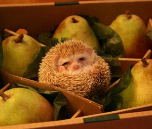 Preview wallpaper funny, box, hedgehog, pears