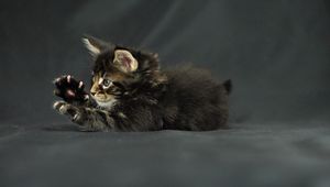 Preview wallpaper funny cat, kitten, maine coon, claws, paws