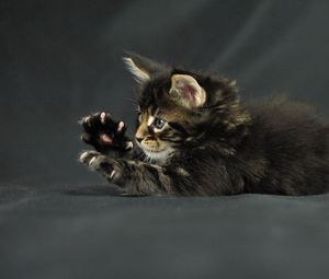 Preview wallpaper funny cat, kitten, maine coon, claws, paws
