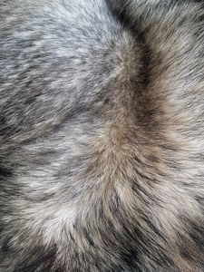 Preview wallpaper fur, hair, texture