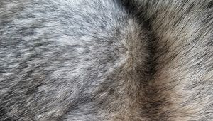 Preview wallpaper fur, hair, texture