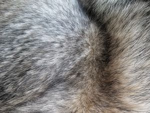 Preview wallpaper fur, hair, texture