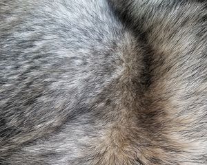 Preview wallpaper fur, hair, texture