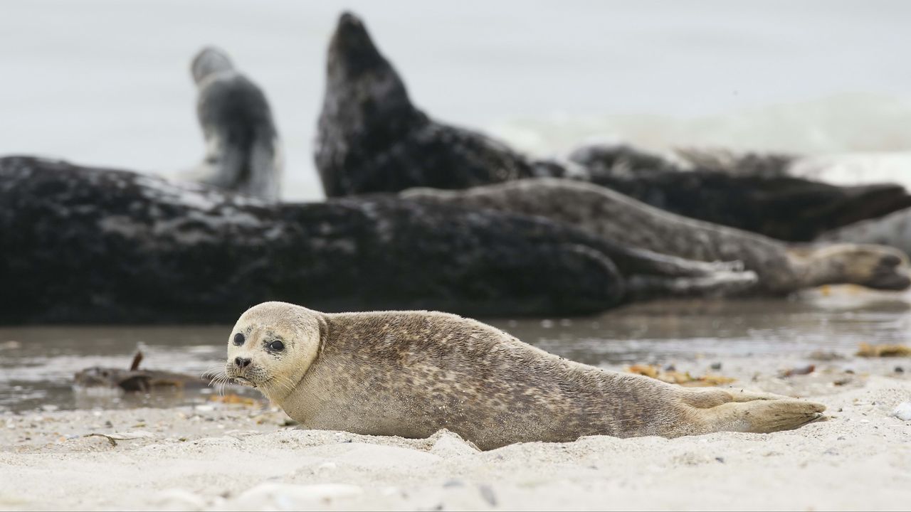 Wallpaper fur seal, animal, blur, sand
